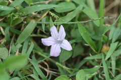Dipteracanthus patulus